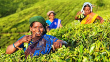 Unilever estimates that more than one million people are supported financially by its tea supply chains. Image: Unilever